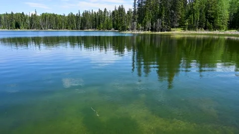 A quiet pond reflects a boreal forest. Small waves are on the water. Stock Footage 155394601
