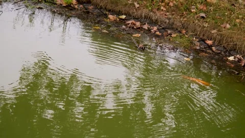 The quiet pond is teeming with life, with big fish in it Stock Footage 283468404