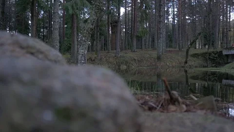 Quiet pond winter slider forest woods Stock Footage 78750655