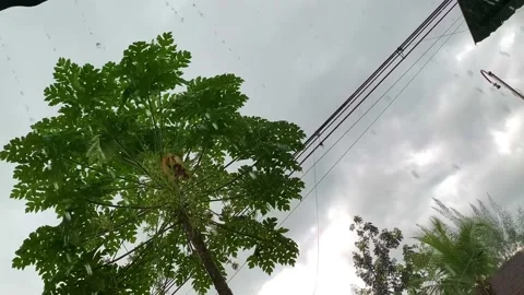 Quiet rain Stockbeeldmateriaal 232559476