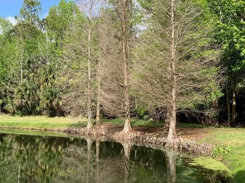 Quiet reflection of forest pond Stock Photos