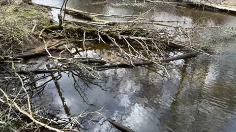 Quiet river with fallen branches Stock Footage 152994323