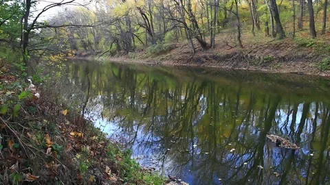 Quiet river flow through the autumn forest, peaceful outdoor evening landscape Stock-Footage 118696394