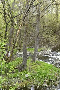 Quiet river flows through fresh green forest outdoors. 스톡 사진