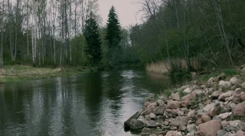Quiet River in the Forest Stock Footage 49912552