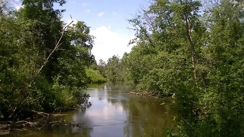 Quiet river in a green forest Video stock 78124161