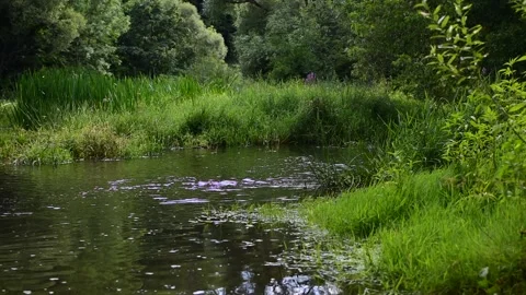 Quiet river in a green forest. Stock Footage 158638705