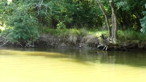 Quiet river with muddy water. Trees on the river. Summer nature. Stock Footage 155686157