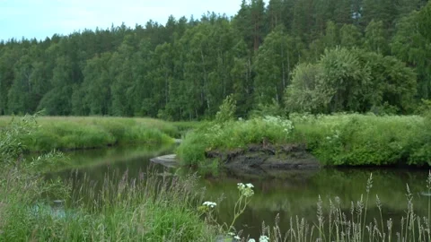 Quiet river near the forest Stock Footage 133263366