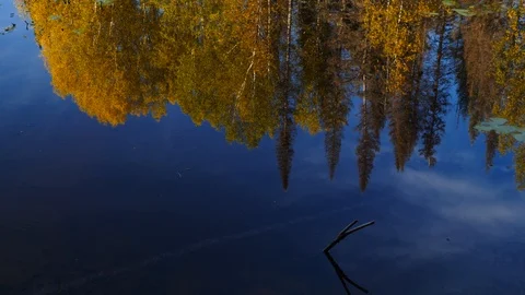 Quiet river is reflected autumn forest Stock Footage 96748555