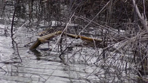 A quiet river view with ripples and twigs. Stock Footage 296967729