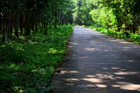 Quiet road in the forest Stock Photos