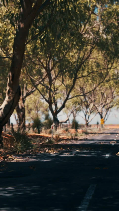 Quiet road lined with trees during daylight hours Stock Footage 346758451