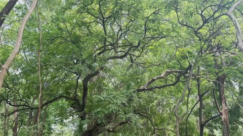 A quiet road in the middle of the forest Stock Footage 294062120