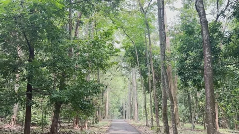 A quiet road in the middle of the forest Stock Footage 294062168
