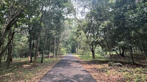 A quiet road in the middle of the forest Stock Photos