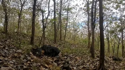 Quiet rocky forest Stock Footage 338373718