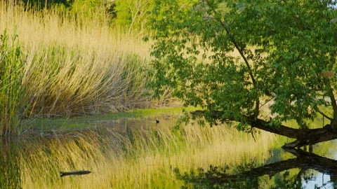 Quiet Ros River Summer Landscape with Tall Reeds, Ukraine Stock Footage 326309799