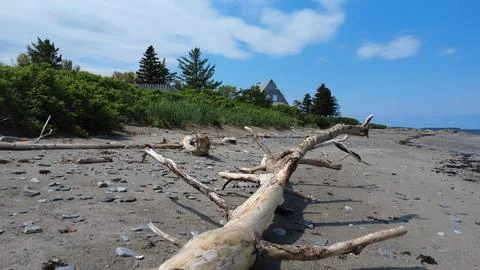 A quiet sandy beach with a large tree stripped of driftwood. Stock Photos