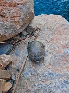 A quiet scene that includes a turtle floating on a rock near the edge of water Stock Photos