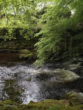Quiet Shady Stream Flows Over Rocks Amid Verdant Ferns And Shadows Stock Photos
