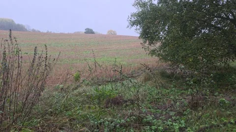 Quiet Sloping Rural Field Bordered By Large Trees On Overcast Day Stock Footage 348025902