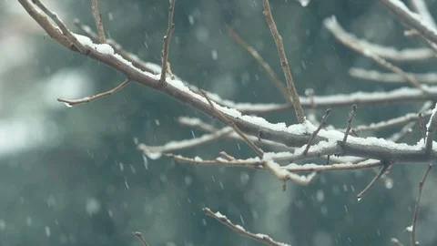 Quiet snowfall on the tree: winter time, Christmas time Stock Footage 86092430