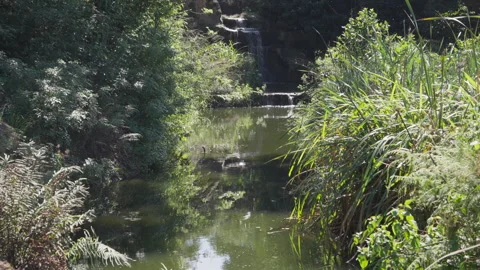 A Quiet Stream with Cascading Waterfall and Dappled Light. Stock Footage 307587362