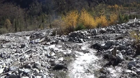 Quiet stream flowing along yellow trees in autumn Stock Footage 43372369
