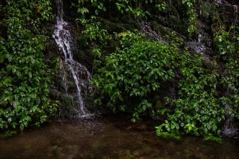 A quiet stream flowing between the emerald green rock walls Stock Photos