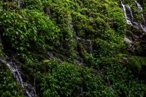 A quiet stream flowing between the emerald green rock walls Stock Photos