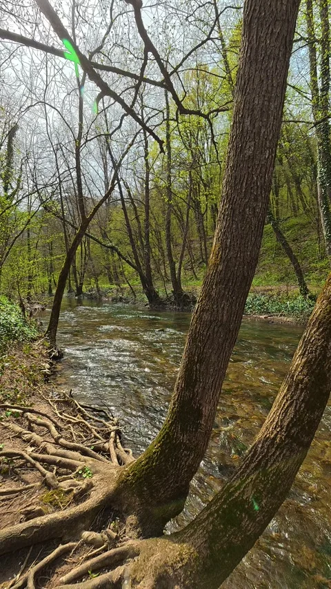 Quiet stream flows beside tangled tree roots. Balkan, Eastern Europe, POV Vídeos de archivo 333634792
