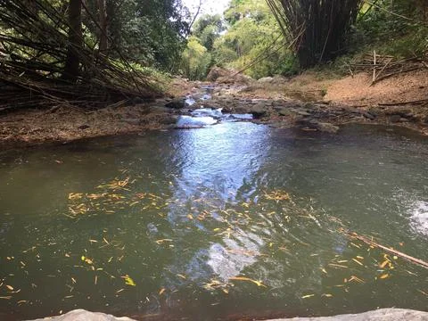 Quiet Stream Flows Gently Through Lush Forested Landscape at Midday Stock Photos