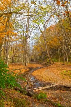 Quiet Stream Through the Fall Forest Stockfoto's
