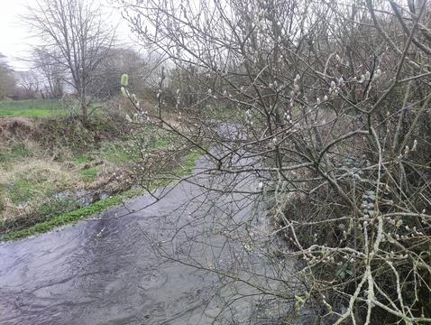Quiet Stream Through Leafless Winter Trees Foto stock