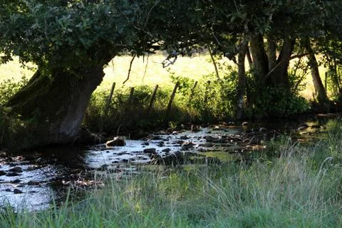 A quiet stream through the meadows Fotos de archivo