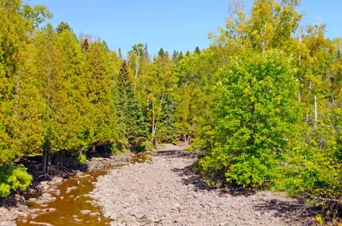 Quiet stream through a pine forest Stockfoto's