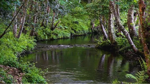 Quiet stream of water inside the forest. Stock Footage 111137404