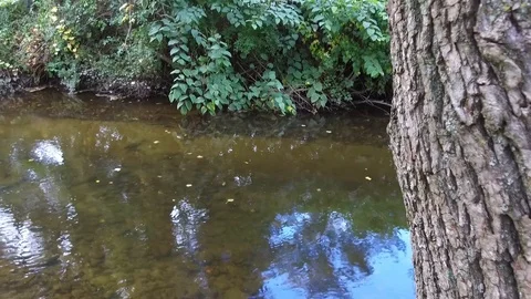 Quiet stream in the woods 库存影片 109655166