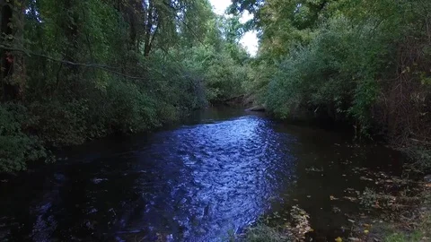 Quiet stream in the woods 库存影片 109655168