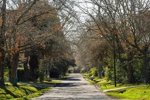 Quiet street lined with bare trees and lingering autumn leaves Stock Photos