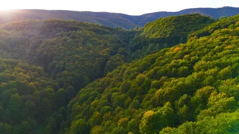 The Quiet Strength of Nature Stock Footage 296613356