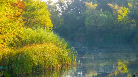 Quiet summer river with forest on coast, outdoor river time lapse scene Stock Footage 160685772