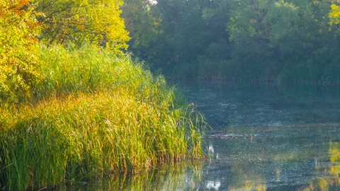 Quiet summer river with forest on coast, outdoor river time lapse scene Vídeos de archivo 160912253