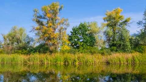 Quiet summer river with forest on coast under cloudy sky Video stock 160912589