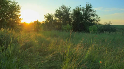 Quiet sunset over the summer forest glade, beautiful evening time lapse scene Stock Footage 155804010