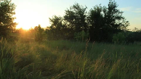 Quiet sunset over the summer forest glade Vídeos de archivo 160913092