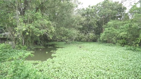 QUIET SWAMP Stock Footage 286085971