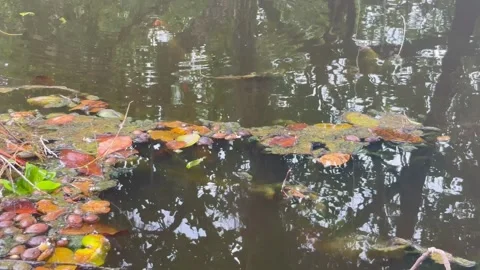 Quiet Swamp Water Surface with Floating Leaves and Tree Reflections Stock Footage 330145527