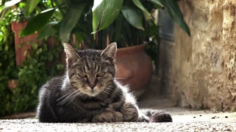 Quiet tabby cat portrait: cat sitting on the street 스톡 동영상 56914280